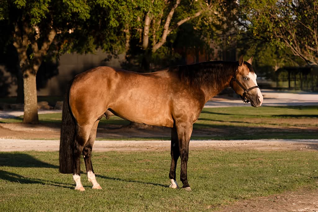 Snappy Trickster, reining stallion by Tricked Out Spook out of a Master Snapper mare