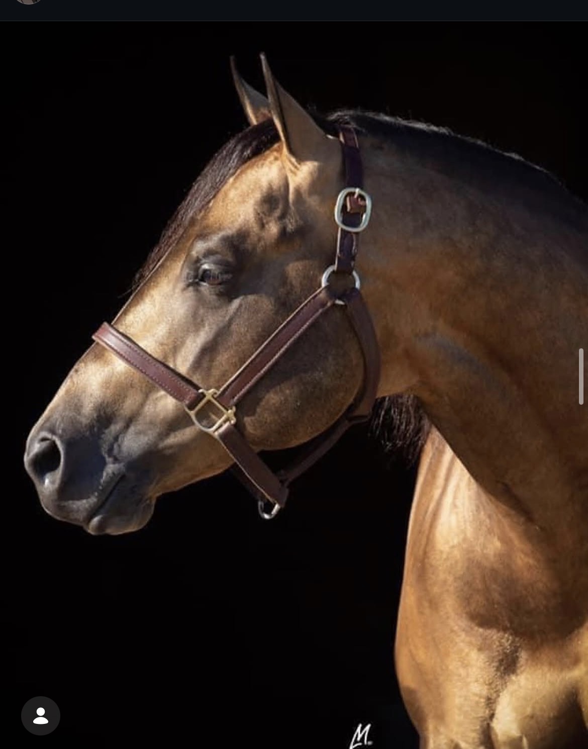 Hey Joe, buckskin reining stallion by Smart Spook out of a Custom Crome mare