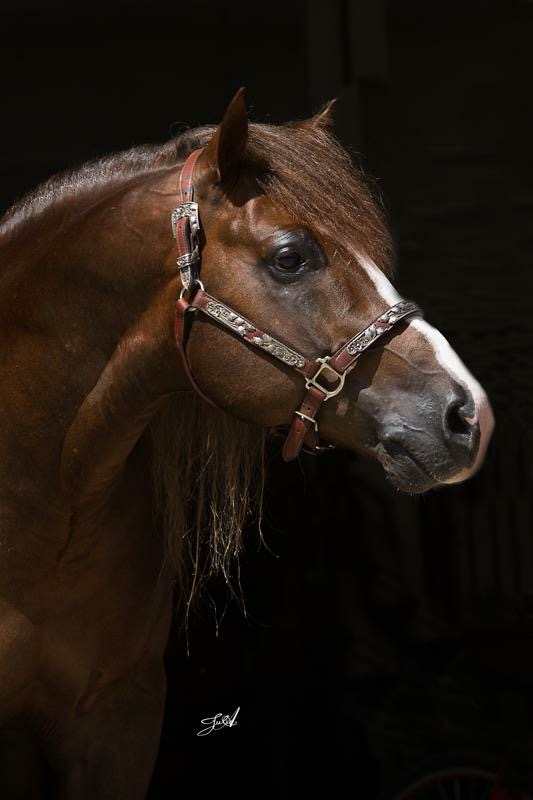 What A Wave, chestnut reining stallion by Tidal Wave Jack out of a Sunrise Enterprise mare