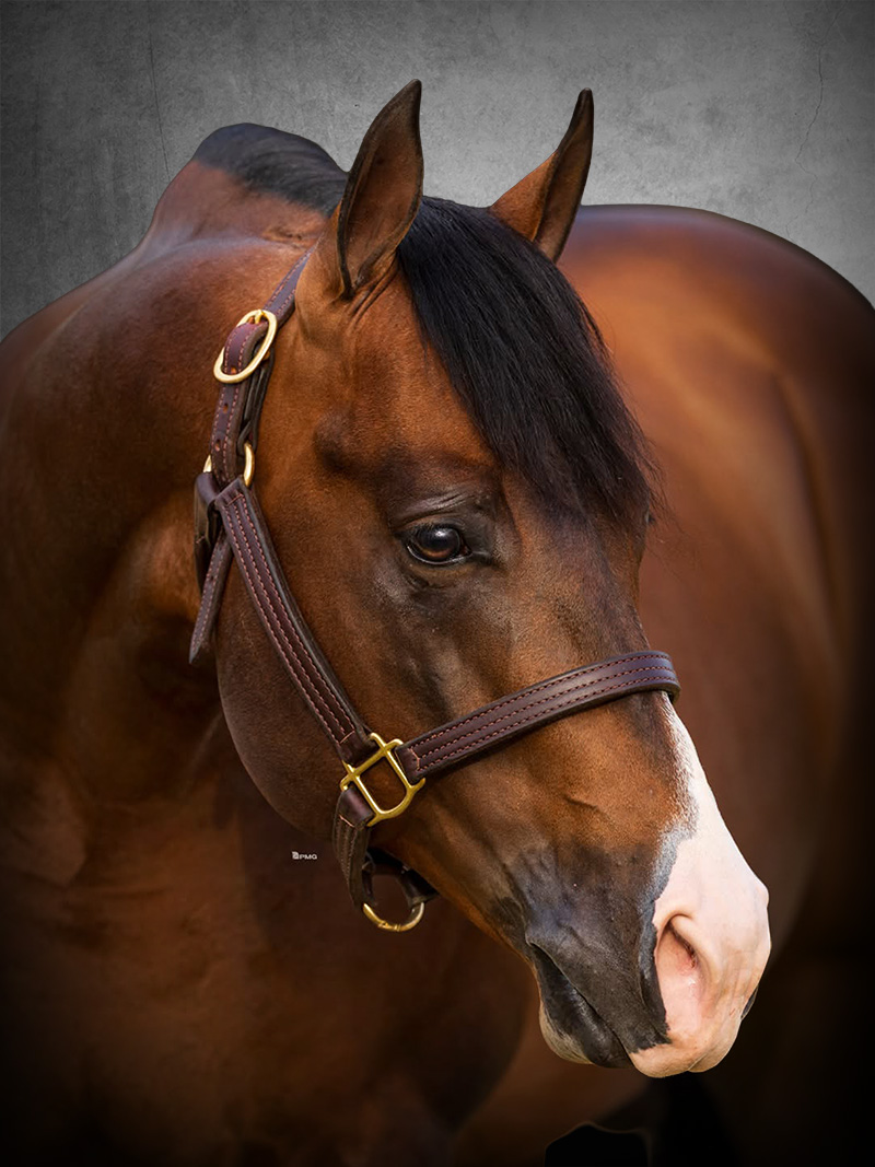 Mic Dropp, bay reining stallion by Spooks Gotta Whiz out of a Conquistador Whiz mare